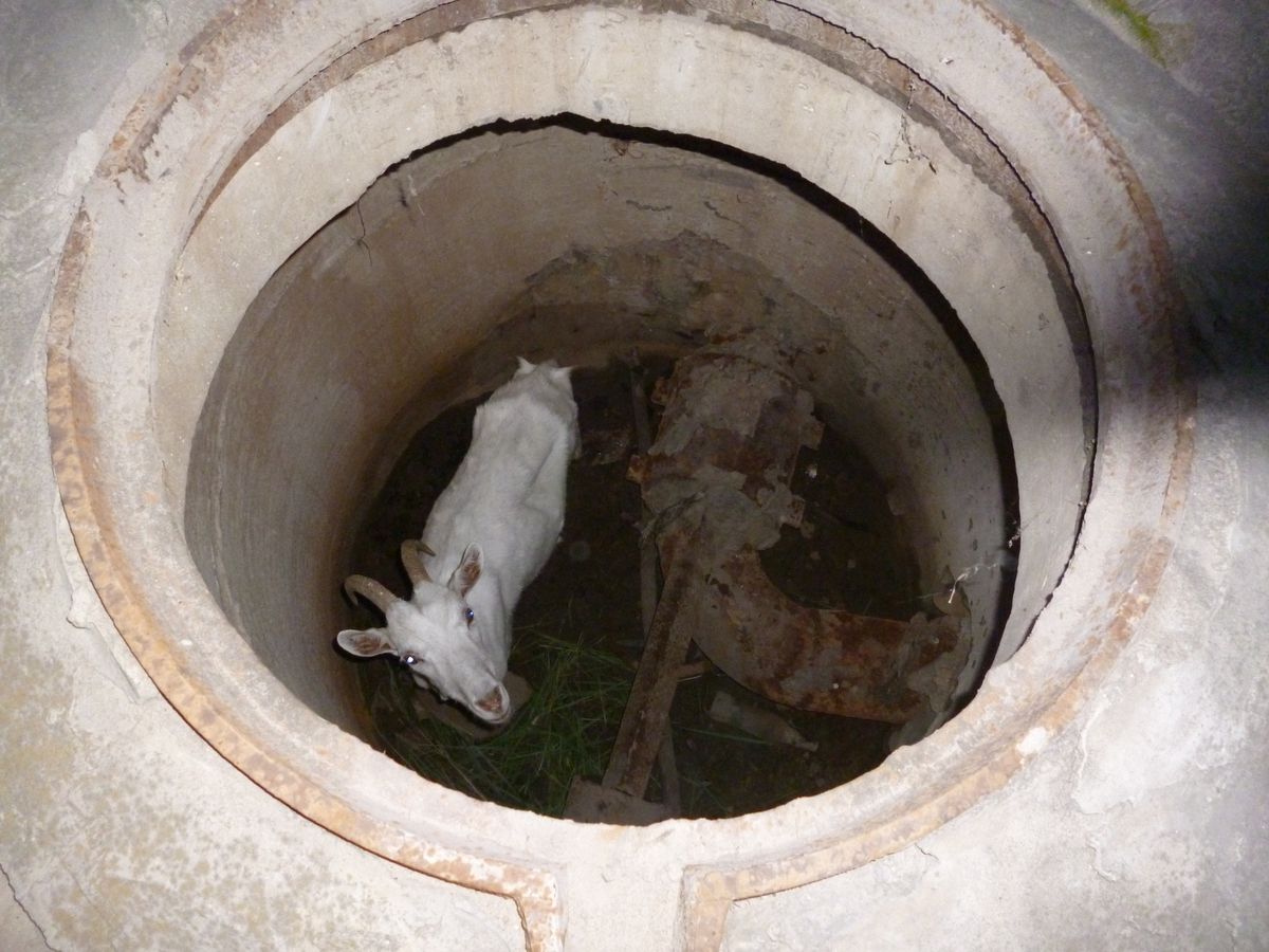 Крыса в канализационных трубах