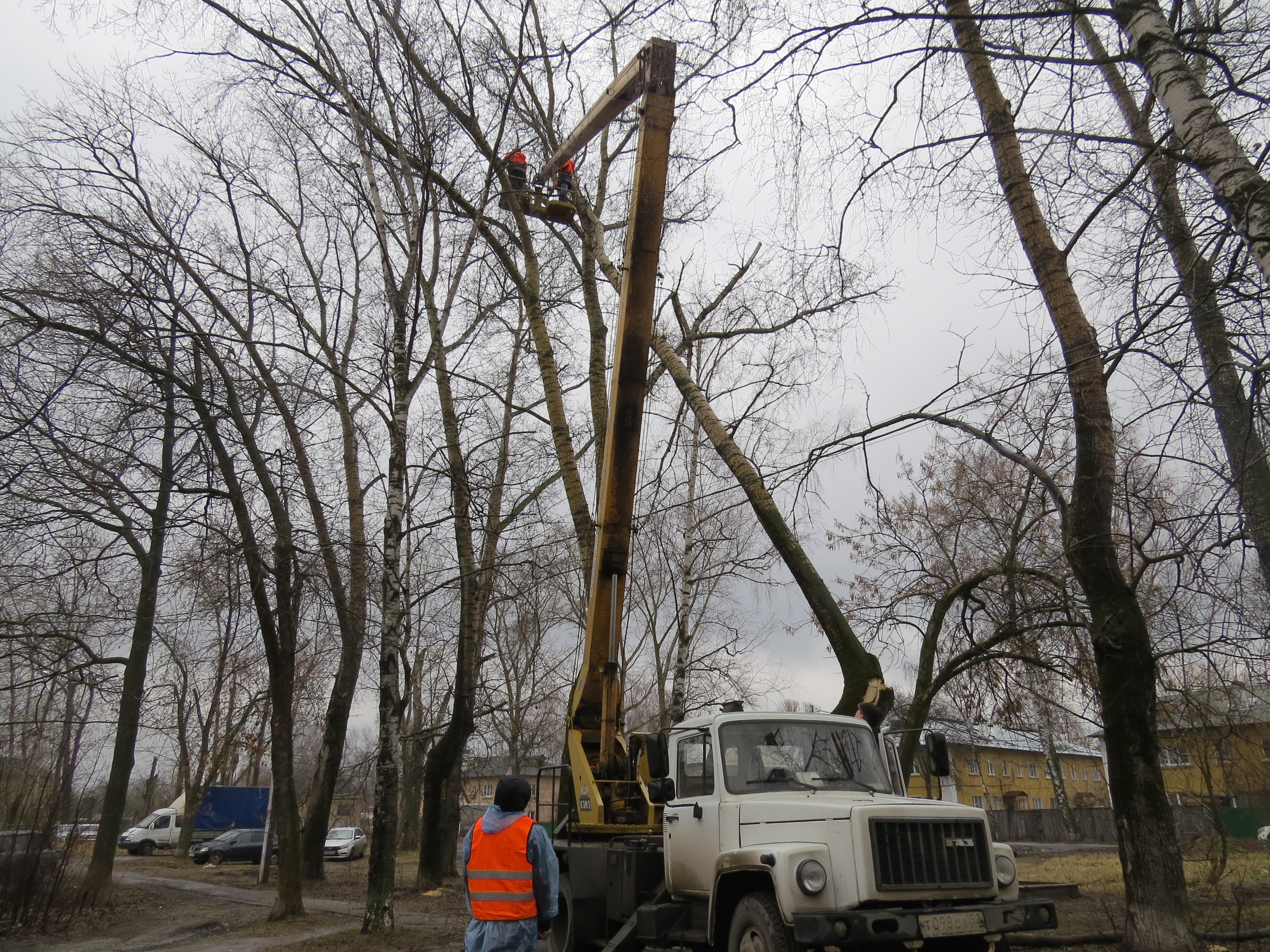 Деревья и кустарники будут высажены во дворах жилых домов Автозавода |  Информационное агентство «Время Н»