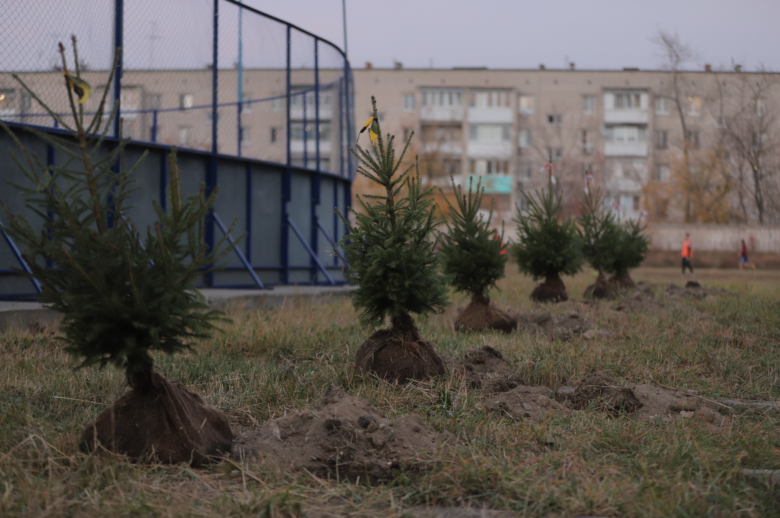 В Дзержинске высажено 200 елей в рамках проекта «Хвойный город» |  Информационное агентство «Время Н»