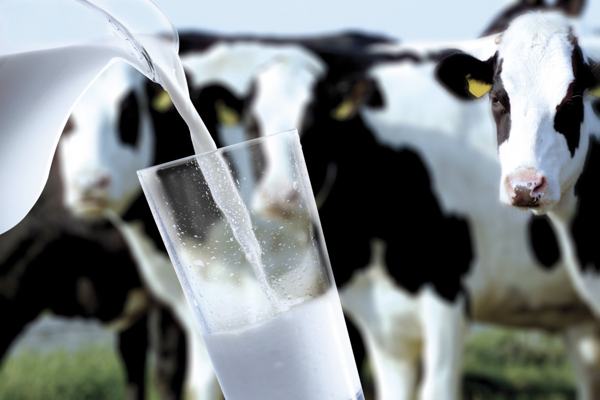 Рекордное количество молока произвели в Нижегородской области