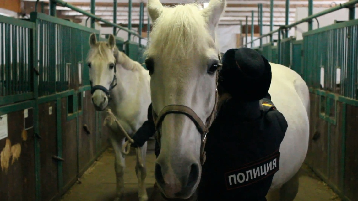 Передача лошадь. Про лошадей передача. Старая передача лошадь.