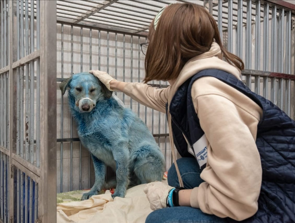Безопасный краситель обнаружен на шерсти синих собак в Дзержинске