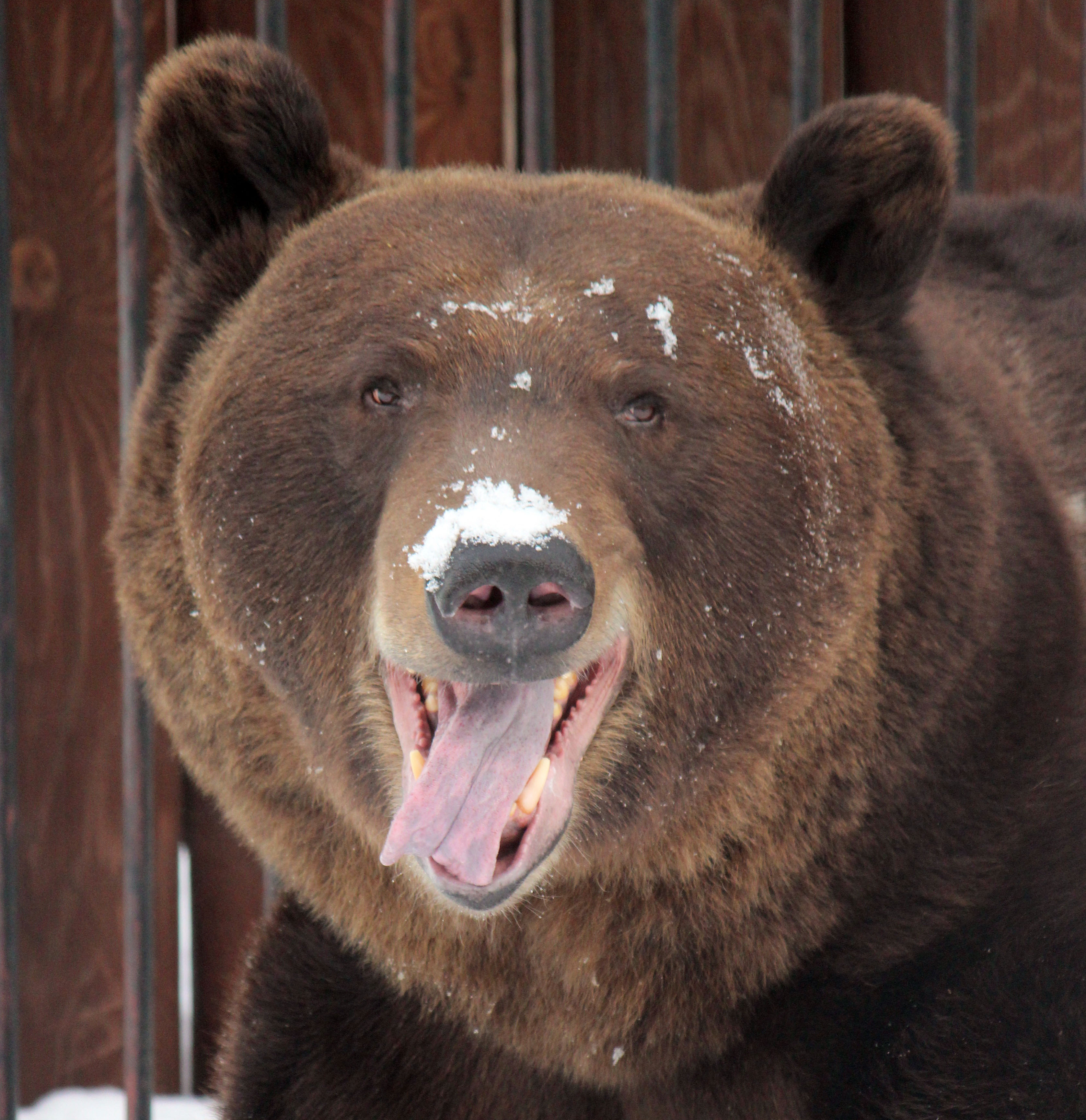 Балу (медведь) фото