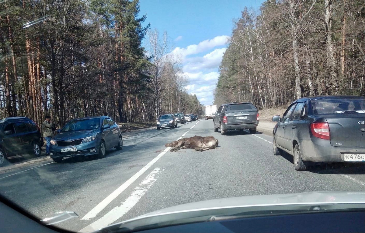 Лось погиб под колесами автомобиля в городском округе Бор | Информационное  агентство «Время Н»