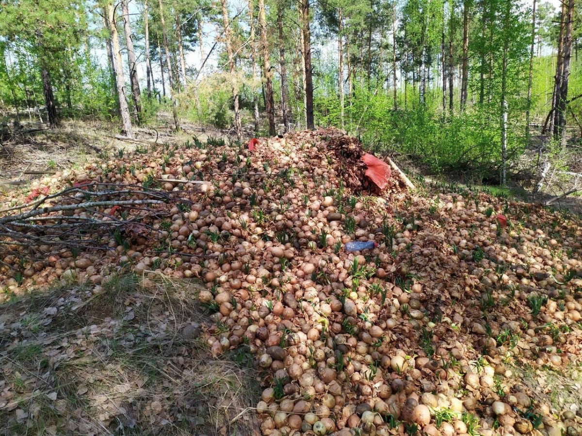 Свалку лука обнаружили в дзержинском лесу