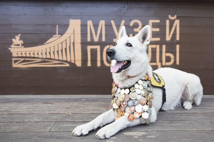 Жителям Нижегородской области предложили нарисовать собак-героев времен войны