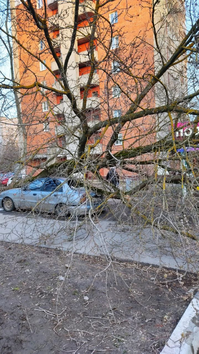 Упавшее дерево раздавило припаркованную иномарку на Республиканской |  Информационное агентство «Время Н»