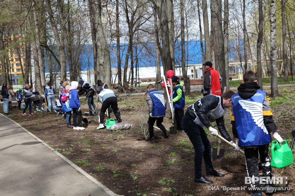 Более 300 тысяч деревьев хотят высадить в Нижегородской области в рамках акции «Сад памяти»