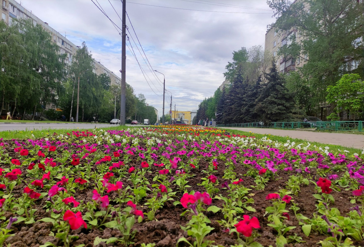 Цветы нижний новгород. Цветы для городских клумб. Цветы на клумбах города. Цветники 2022. Цветочный ландшафт Кисловодска июнь 2022 года.