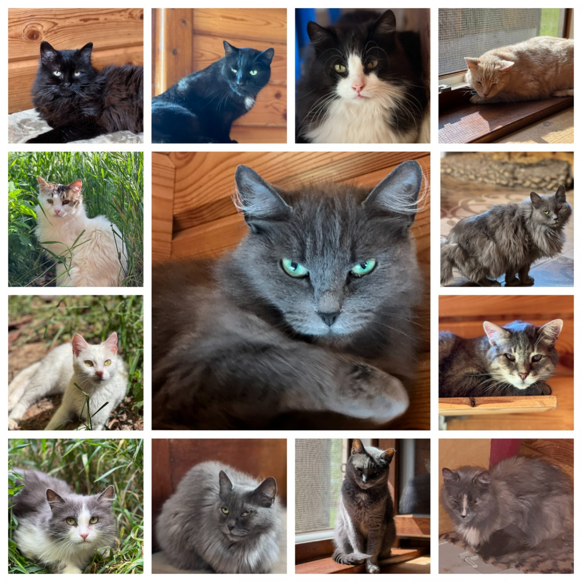 12 кошек в Нижегородской области ищут новый дом после смерти хозяина