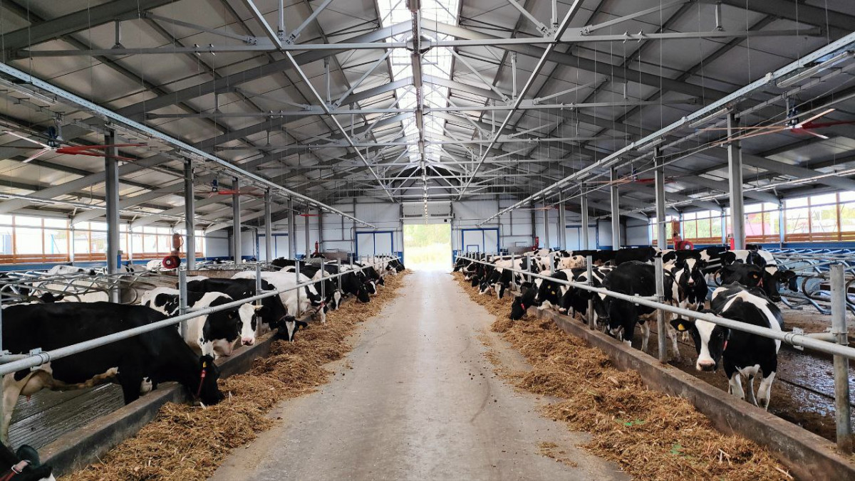 Роботизированная молочная ферма введена в эксплуатацию в Борском районе