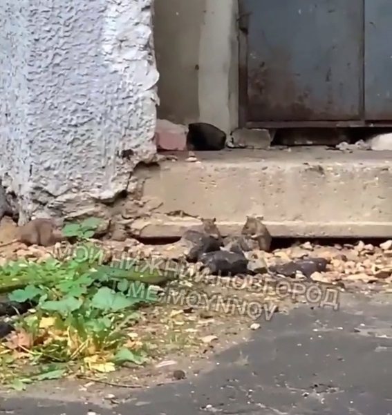 Жители Павлова заметили огромных крыс около многоквартирного дома