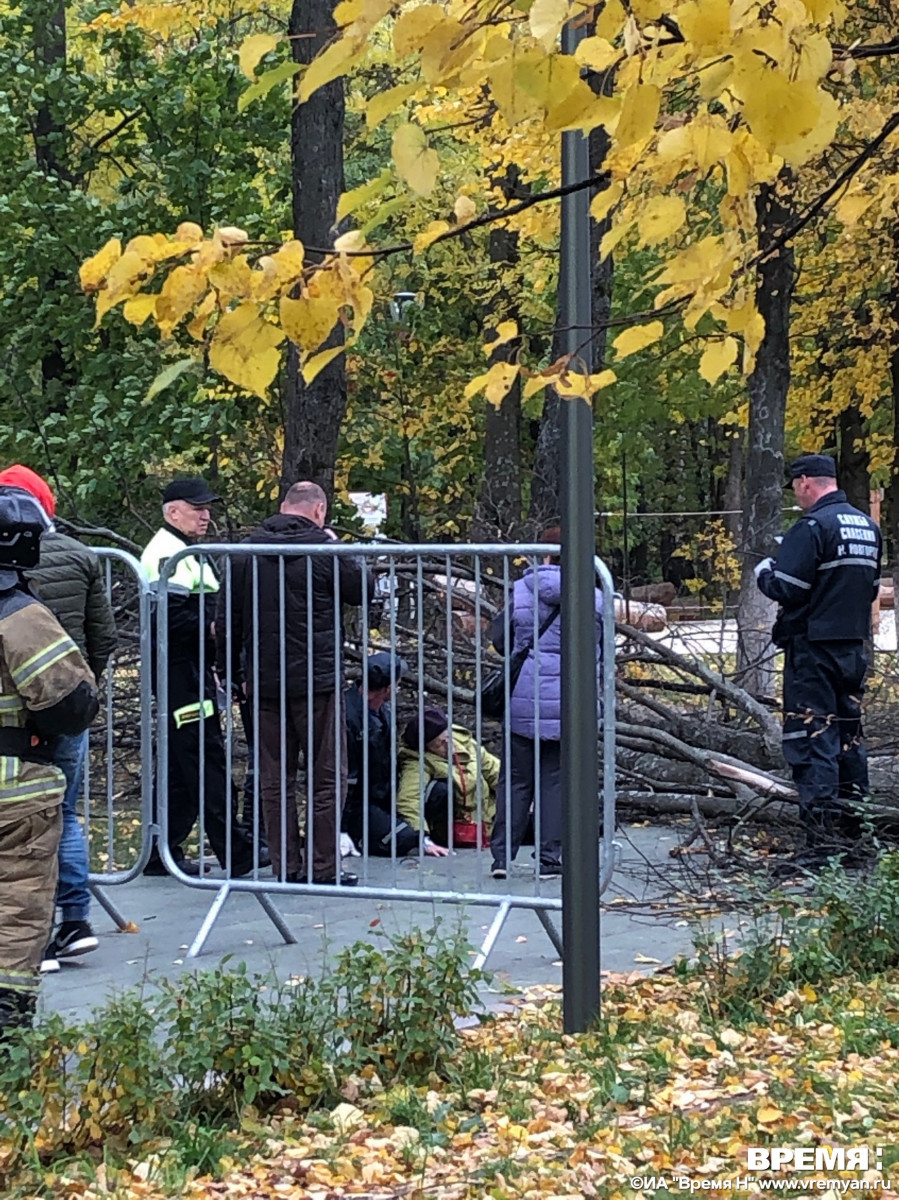 Для чего в парке швейцария деревья обкладывают досками