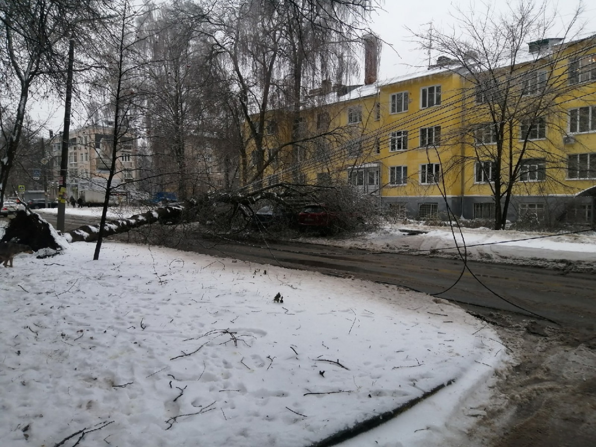 Обледеневшее дерево упало на две иномарки в Нижнем Новгороде |  Информационное агентство «Время Н»