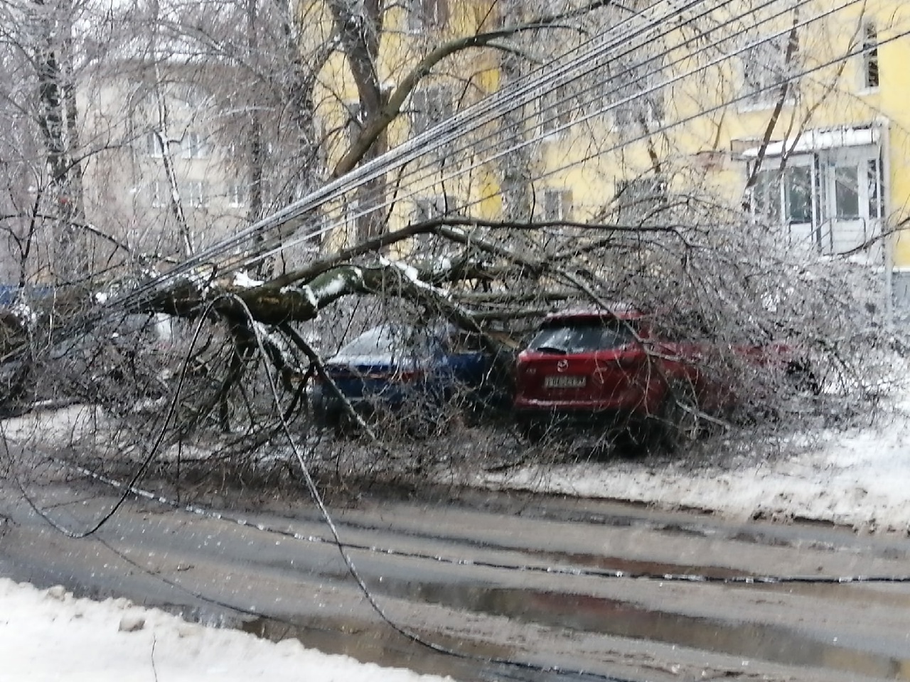 Обледеневшее дерево упало на две иномарки в Нижнем Новгороде |  Информационное агентство «Время Н»