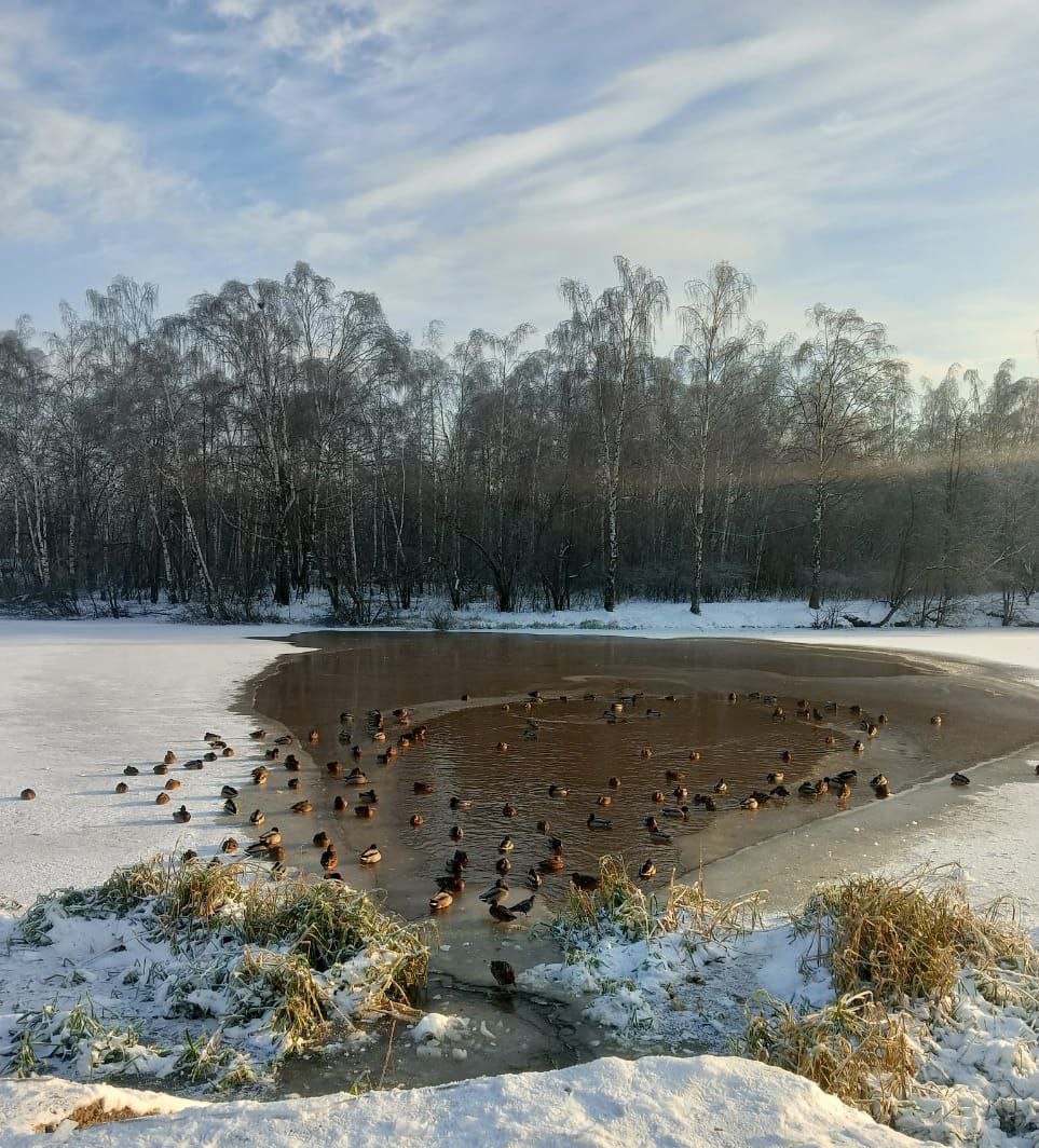 Более 100 уток остались на зимовку в Нижнем Новгороде