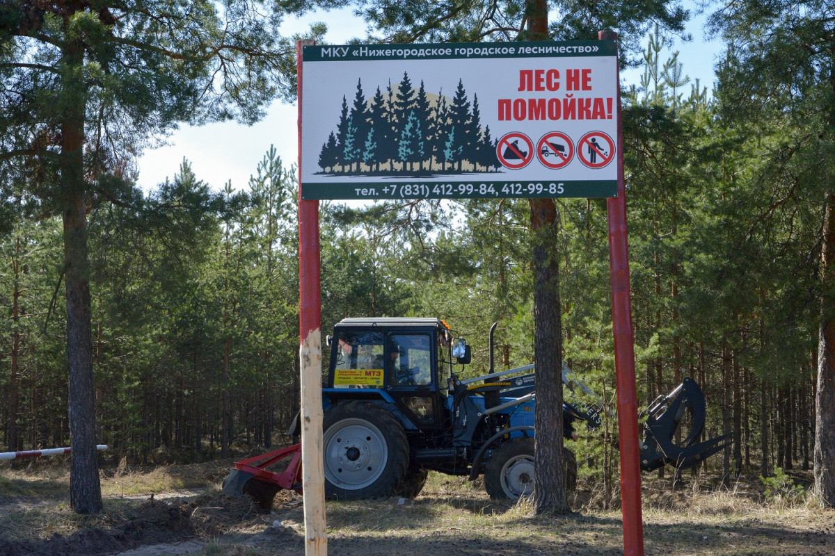 Леса Нижегородской области