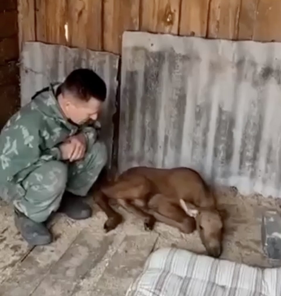 Лосенка спасли в Воскресенском районе Нижегородской области