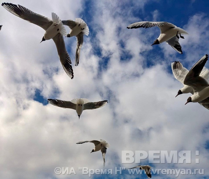 Вирус птичьего гриппа найден в Нижегородской области у чаек