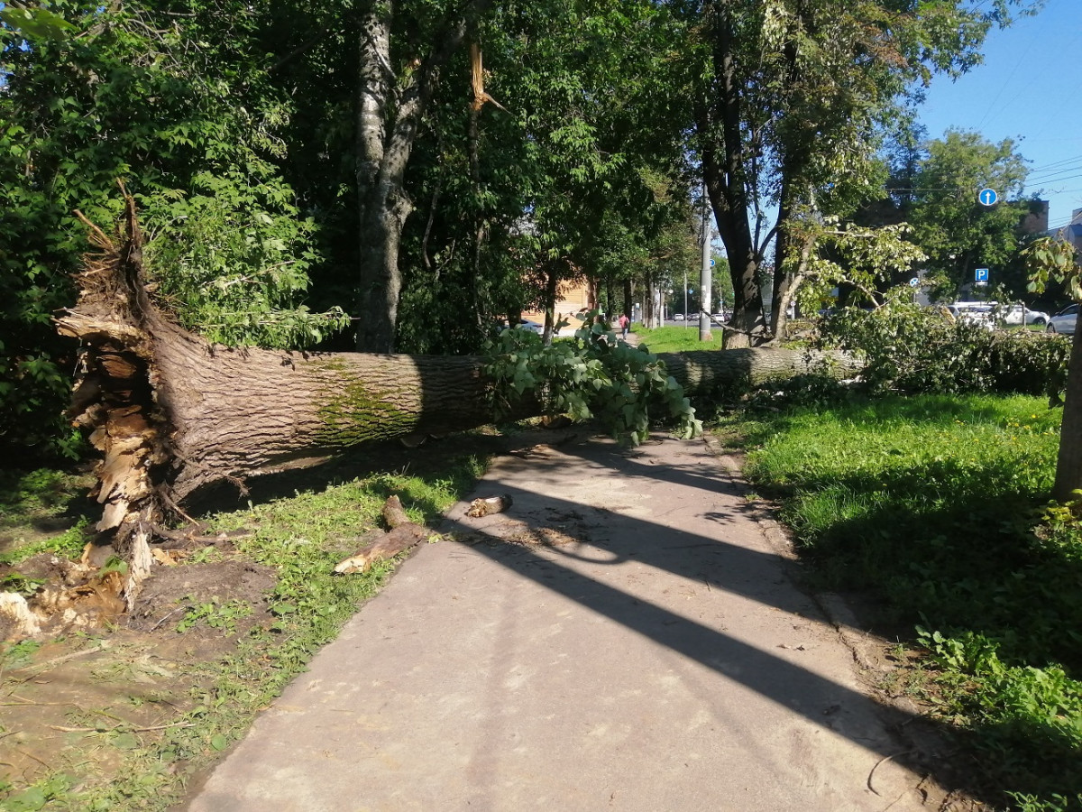 Огромное дерево перегородило дорогу на улице Ванеева в Нижнем Новгороде |  Информационное агентство «Время Н»