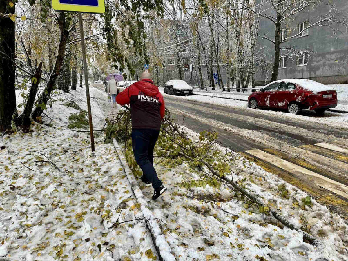 Названы телефоны, по которым можно сообщить о поваленных деревьях в Нижнем  Новгороде | Информационное агентство «Время Н»