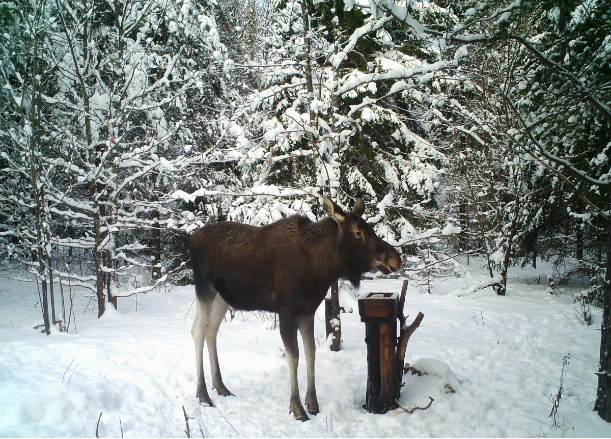 Охоту на лося запретят в Нижегородской области с 11 января
