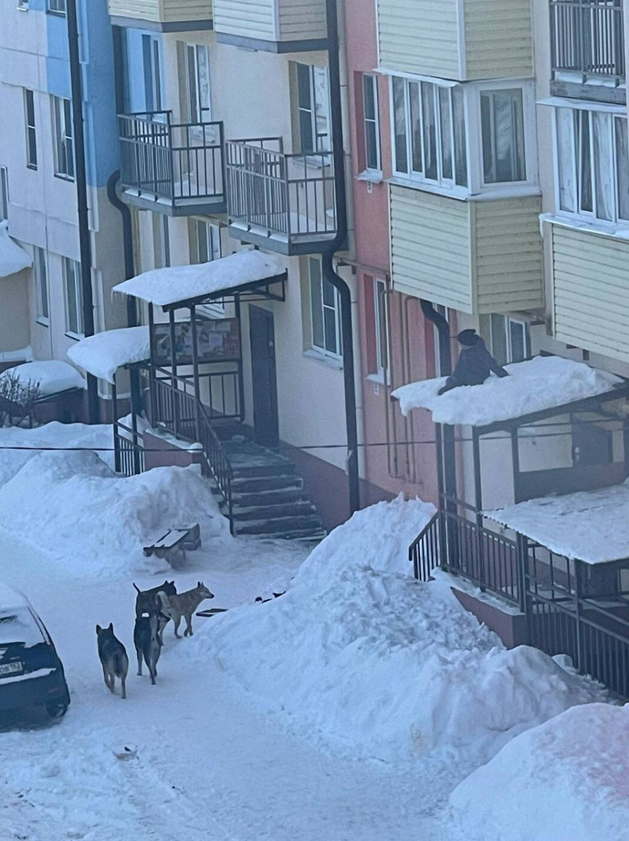 Ребенок спрятался от стаи собак на козырьке подъезда в Городце