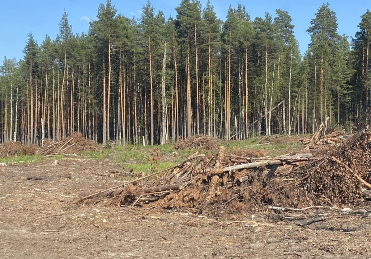 В Нижегородской области пенсионер незаконно срубил деревьев на более чем 3 млн рублей