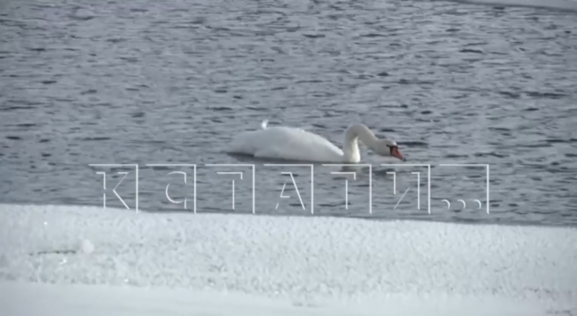 Лебедь остался зимовать под Канавинским мостом в Нижнем Новгороде