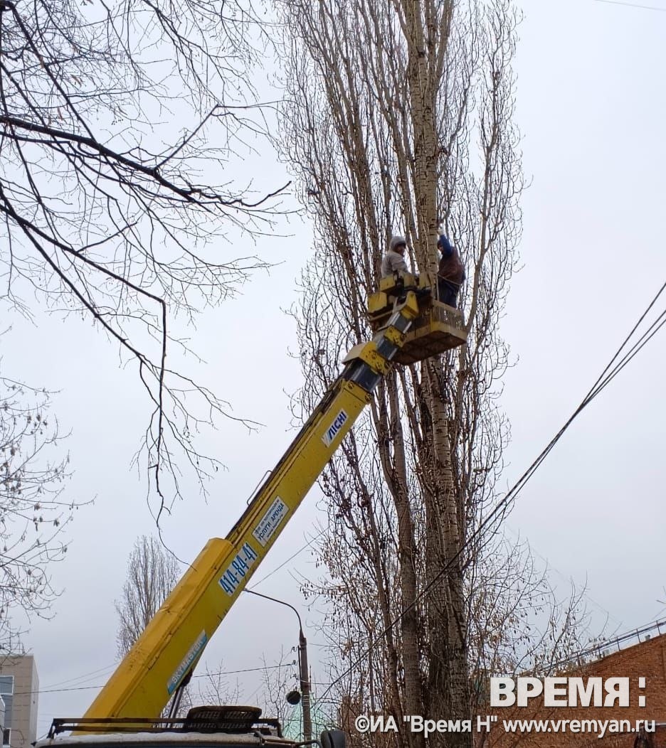 Пирамидальные тополя спилили на улице Мануфактурной | Информационное  агентство «Время Н»