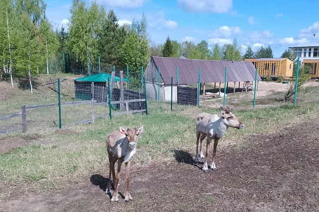 Двухлетний олень Прохор переехал в Керженский заповедник