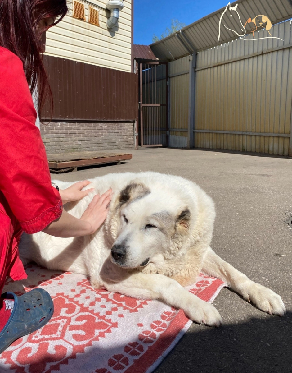 Похудевшему нижегородскому псу Кругетсу ищут новый дом