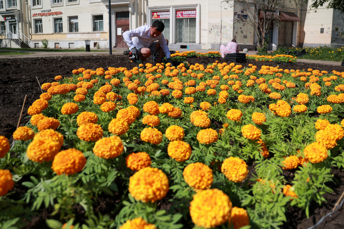 Более 1,3 млн цветов украсят улицы и общественные пространства Нижнего Новгорода