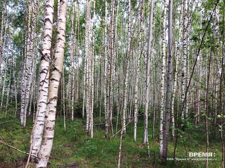 Нижегородская область сохраняет лидирующие позиции по «лесным» доходам среди регионов ПФО