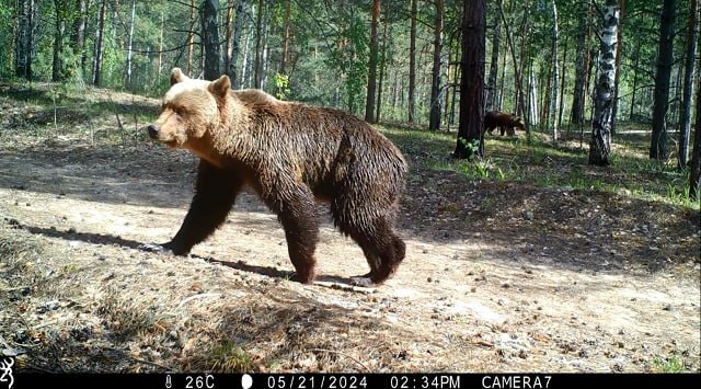 Брачный период начался у бурых медведей в Керженском заповеднике