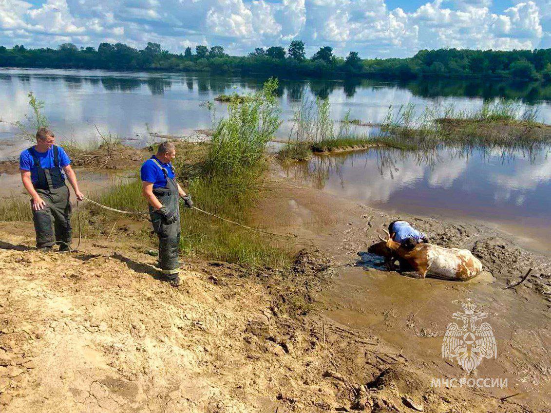 Спасатели вытащили корову из трясины в Воскресенском округе