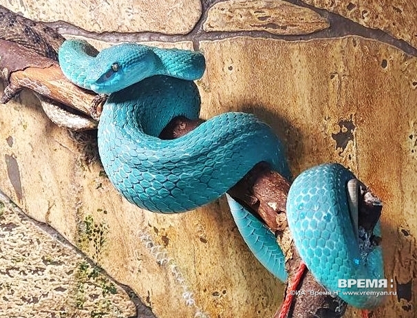 Специалисты исследуют змей в заповеднике с помощью микрочипов