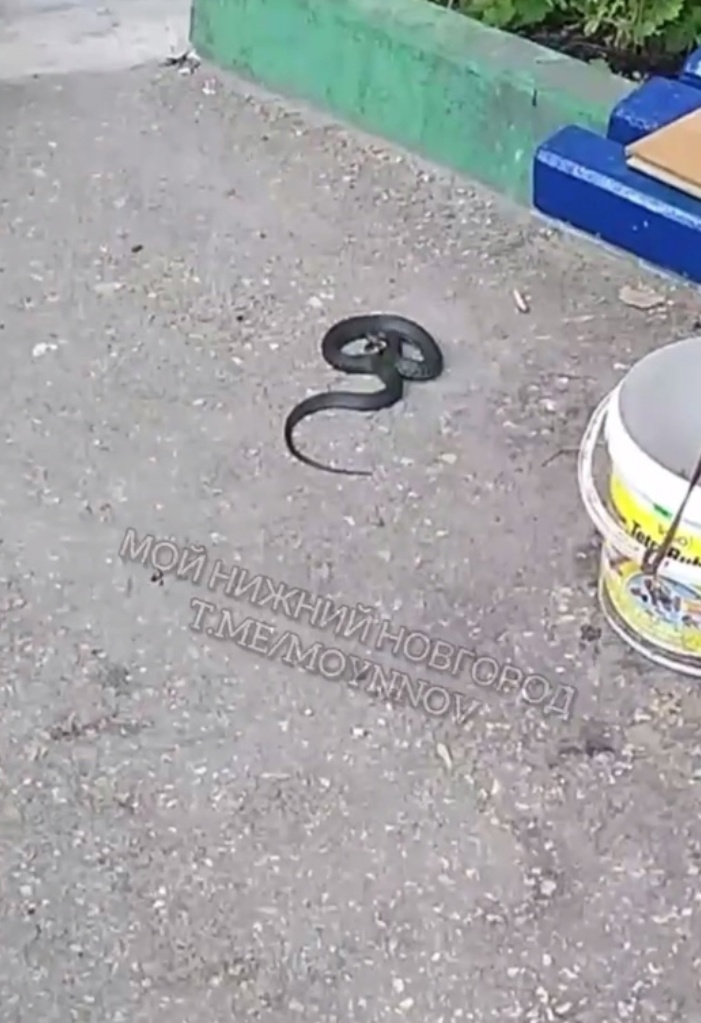 Нижегородцы обнаружили змею около дома на улице Культуры