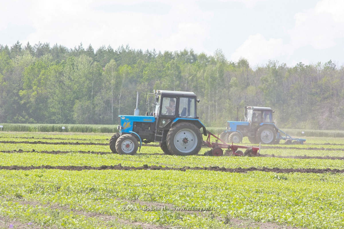 В Нижегородской области увеличены посевы подсолнечника и посадки овощей
