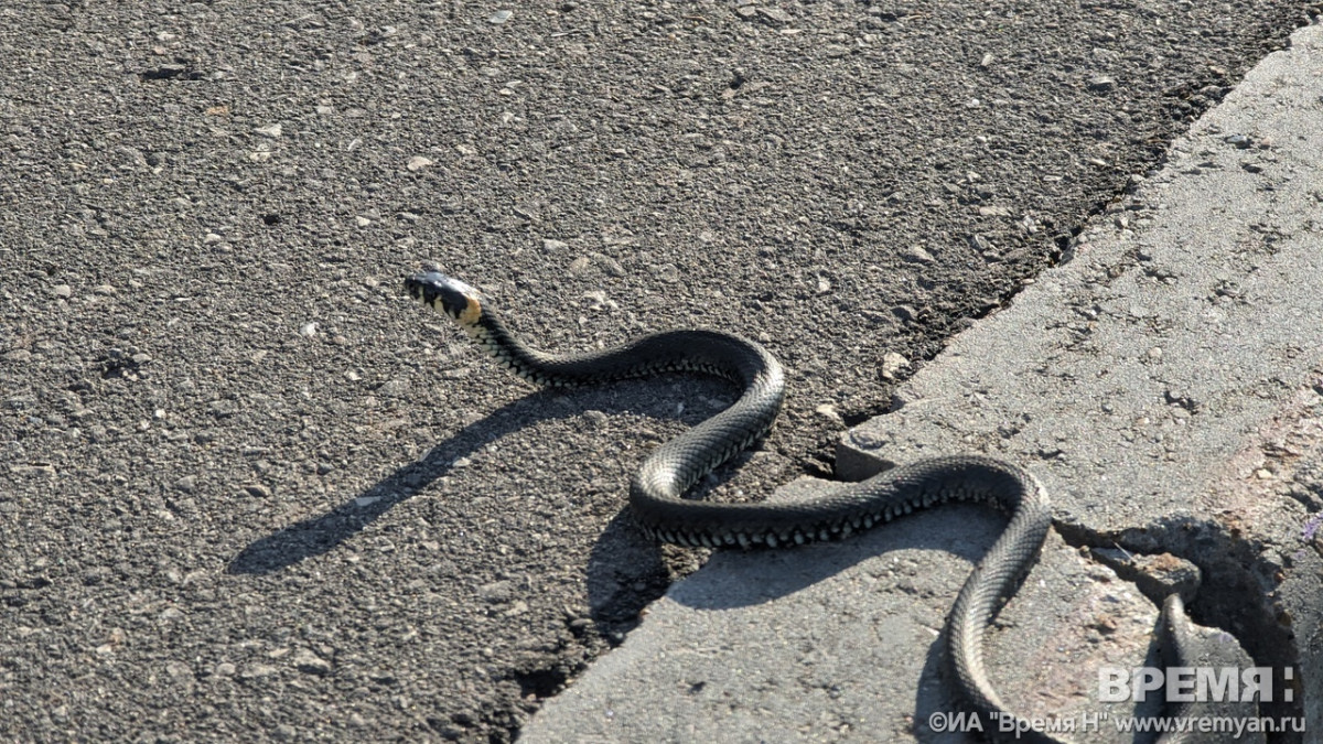 Змеи на улицах Нижнего Новгорода не представляют опасности для жителей