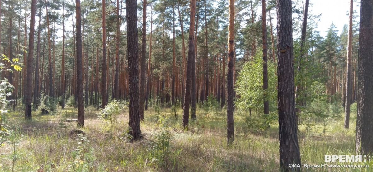Жителей Нижнего Новгорода просят ограничить посещение лесов