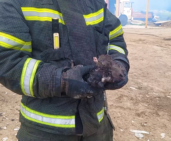 Шестерых котят спасли во время пожара в фермерском хозяйстве в Кантаурово