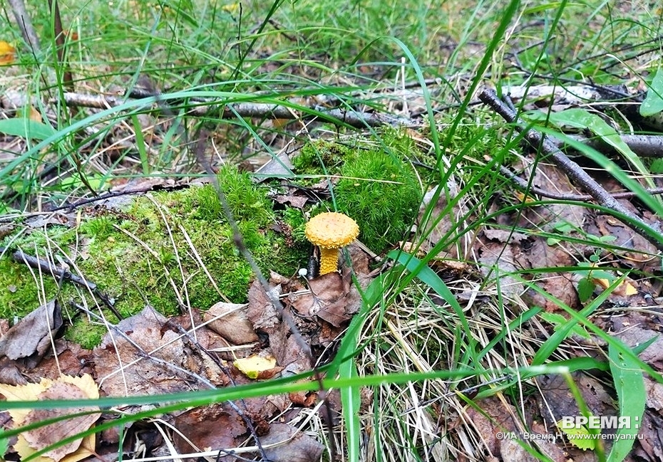Пропавшего грибника нашли в лесу в Нижегородской области
