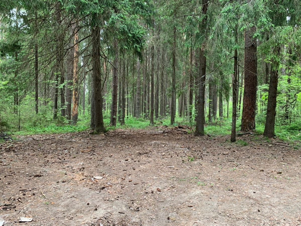 Нижегородский Минлесхоз проведет акцию «Чистый лес» в Городецком округе