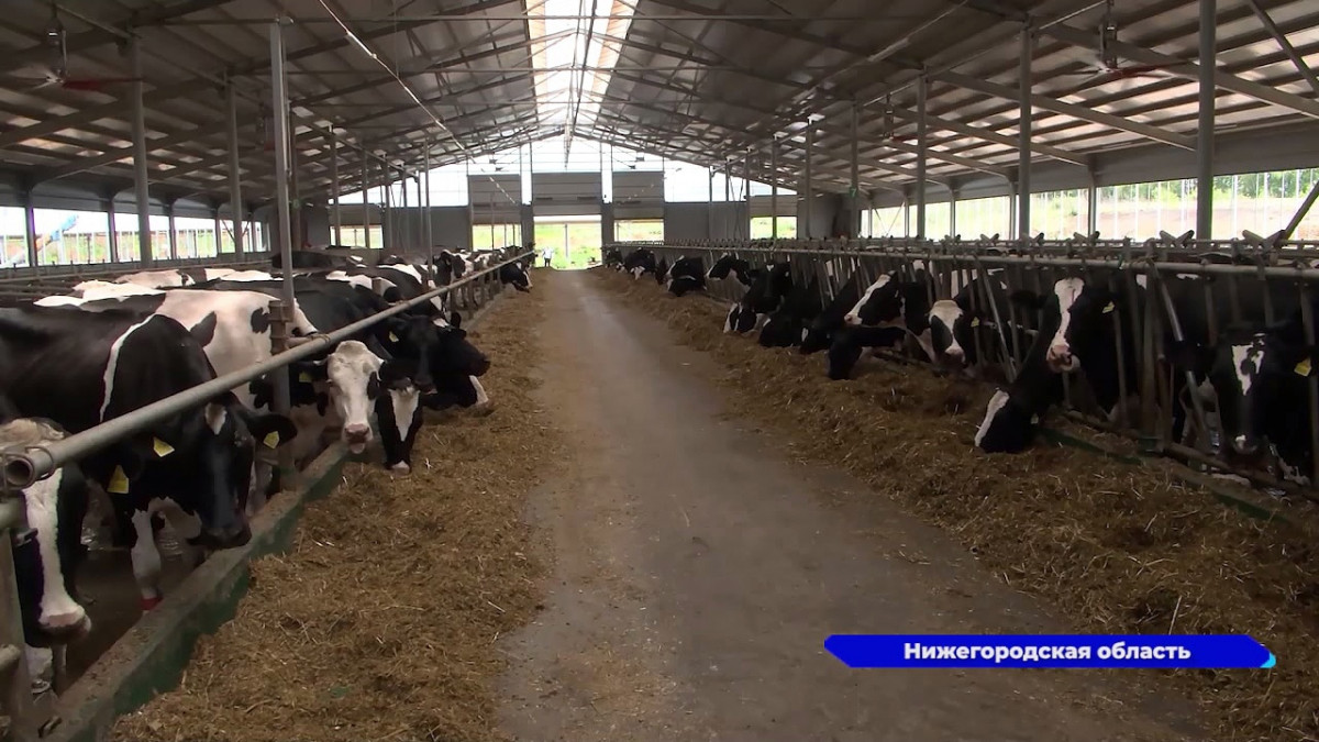 В Нижегородской области планируют увеличить объёмы молочного производства