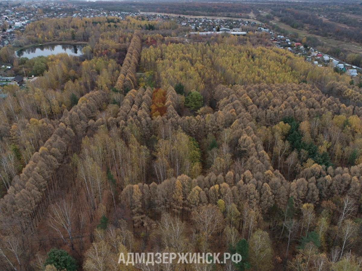 Андреев: Дендропарк Дзержинска должен стать уютным, экологичным и безопасным местом для отдыха людей разного возраста