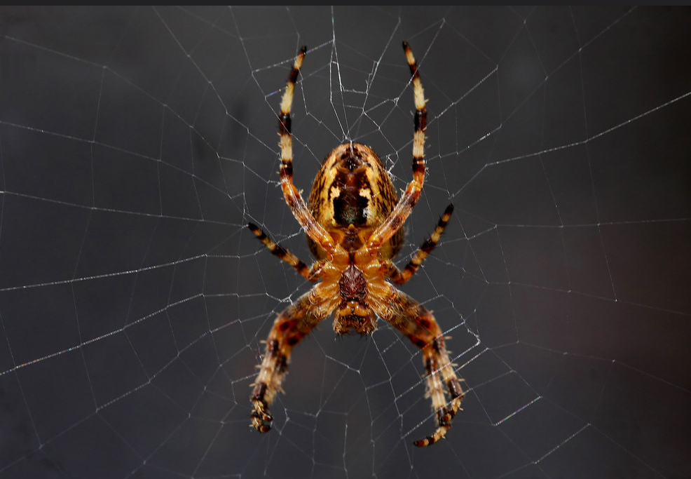Самого крупного паука-охотника встретили в Нижегородской области