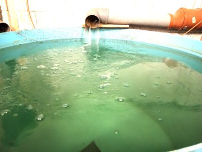 Цех-лаборатория по воспроизводству и выращиванию ценных промысловых пород рыб открывается в НГАТУ