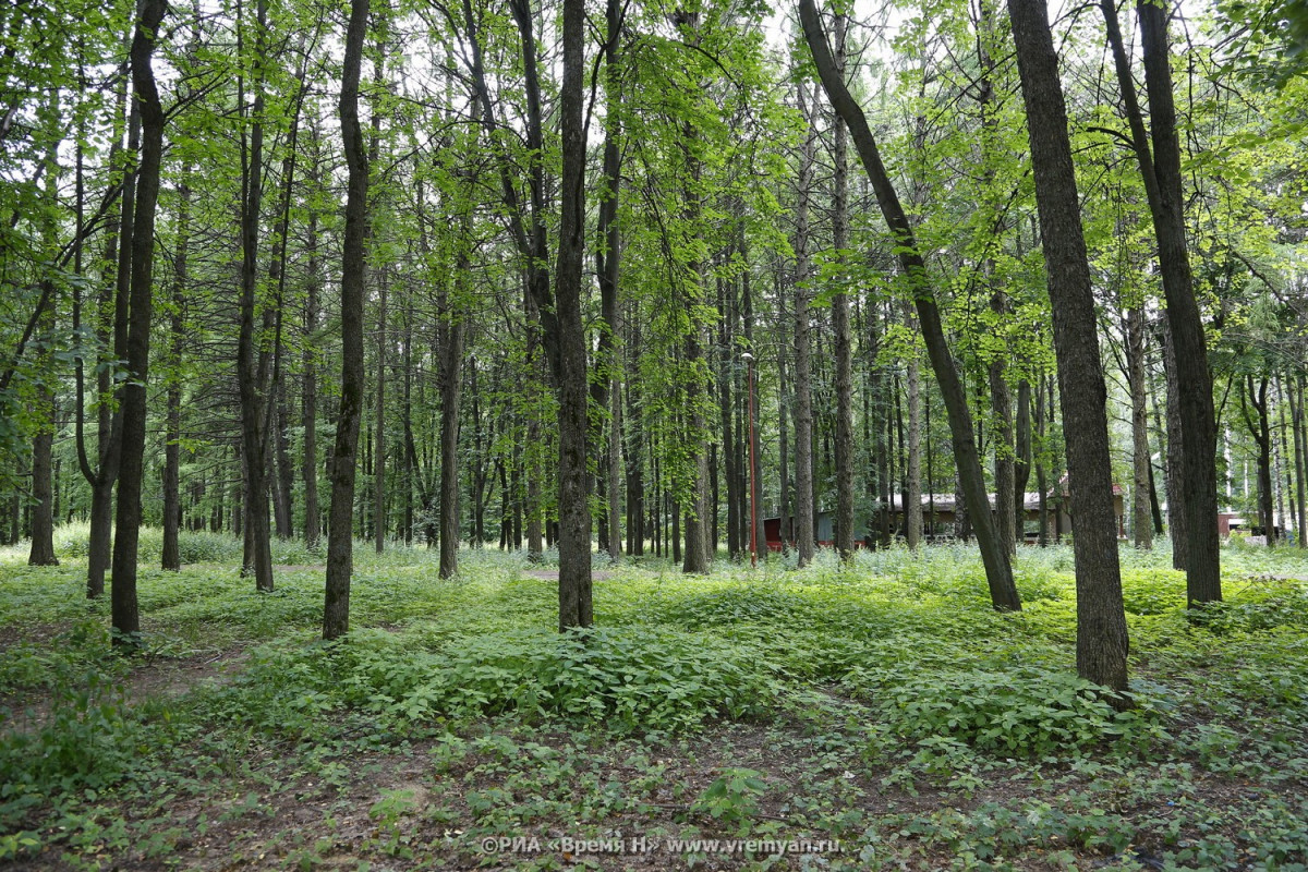 Чрезвычайная пожароопасность лесов сохраняется в Нижегородской области
