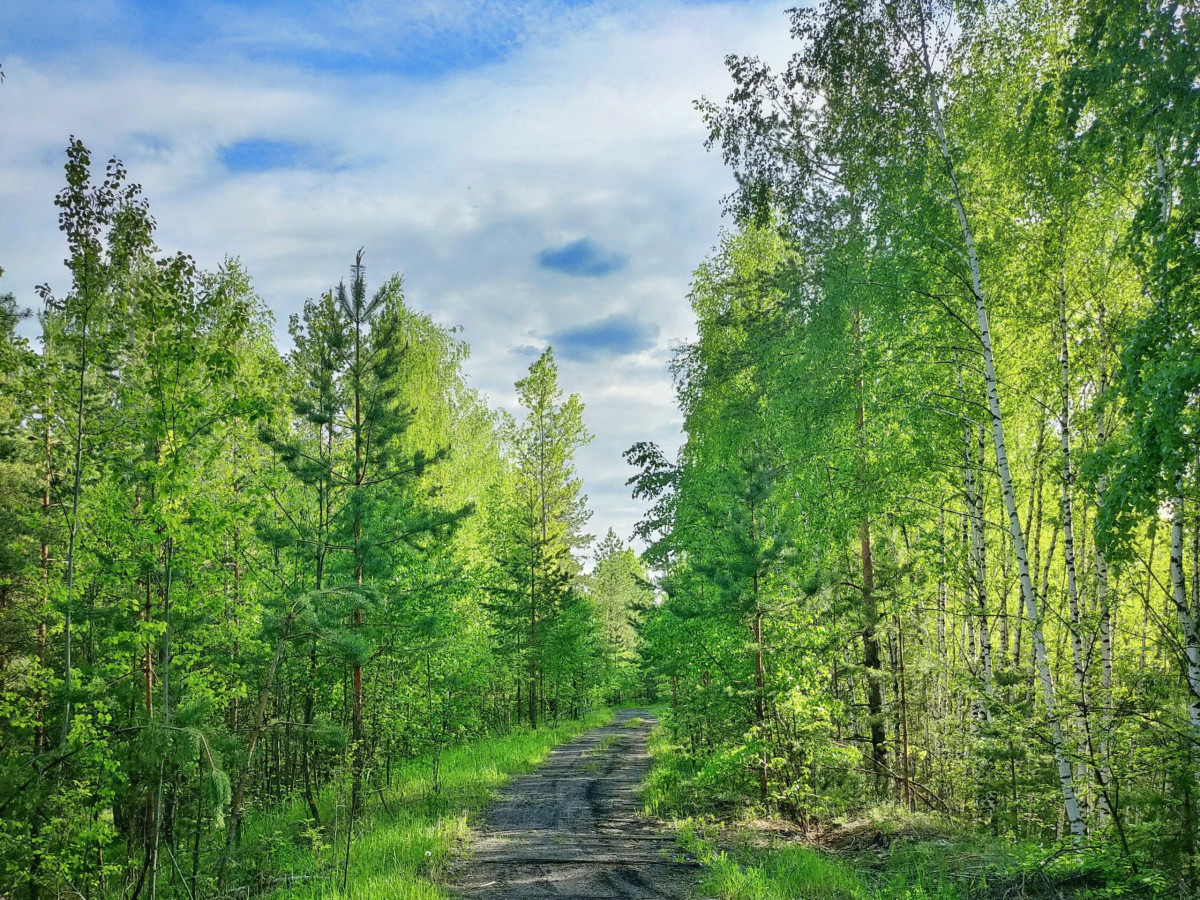 В Нижегородской области проведут компенсационное лесовосстановление на площади 700 га